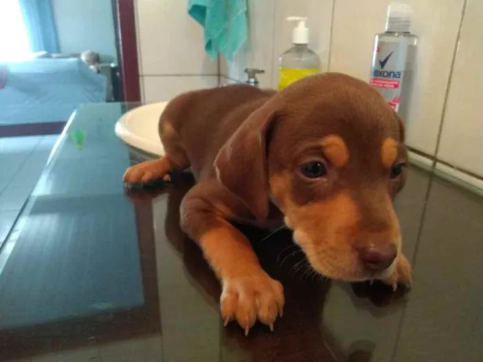 Cachorro ra a  idade 2 a 6 meses nome Não sei 