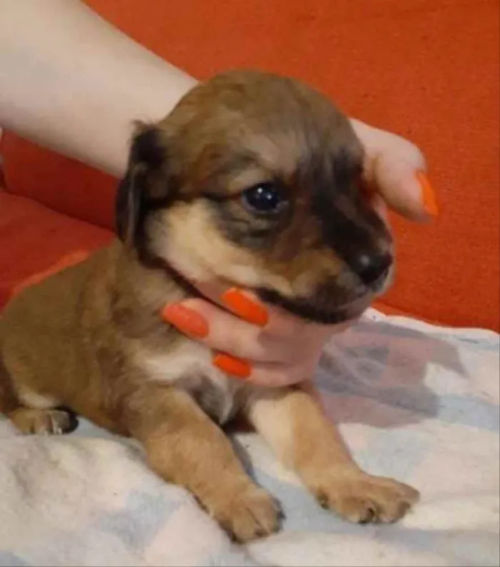 Cachorro ra a  idade 2 a 6 meses nome Não sei 