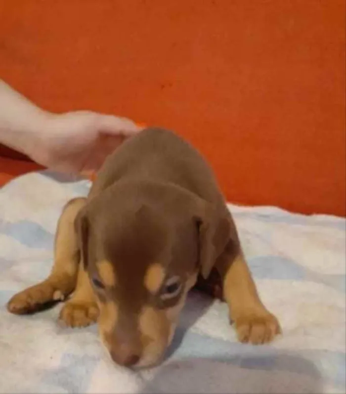 Cachorro ra a  idade 2 a 6 meses nome Não sei 