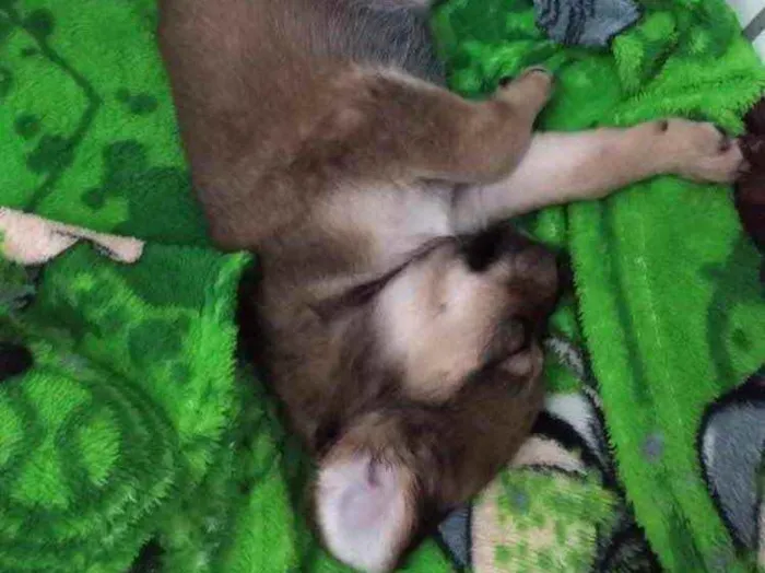 Cachorro ra a  idade 2 a 6 meses nome Não sei 