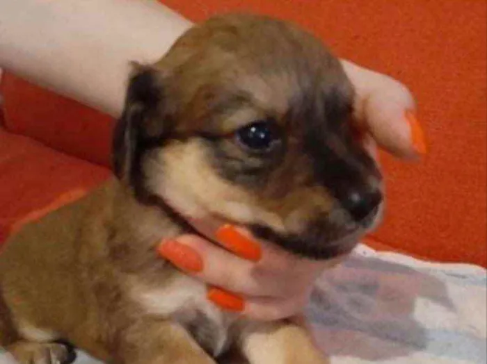 Cachorro ra a  idade 2 a 6 meses nome Não sei 