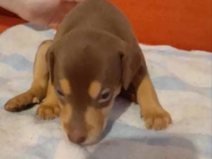Cachorro ra a  idade 2 a 6 meses nome Não sei 
