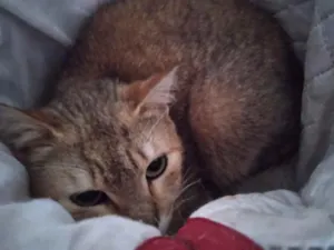 Gato raça  idade 2 a 6 meses nome Nao sei 