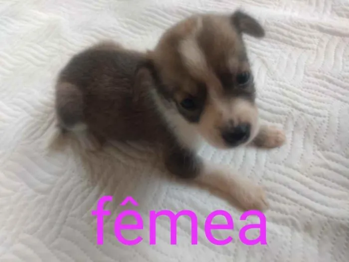 Gato ra a  idade 2 a 6 meses nome Nao sei 
