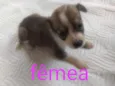 Nao sei