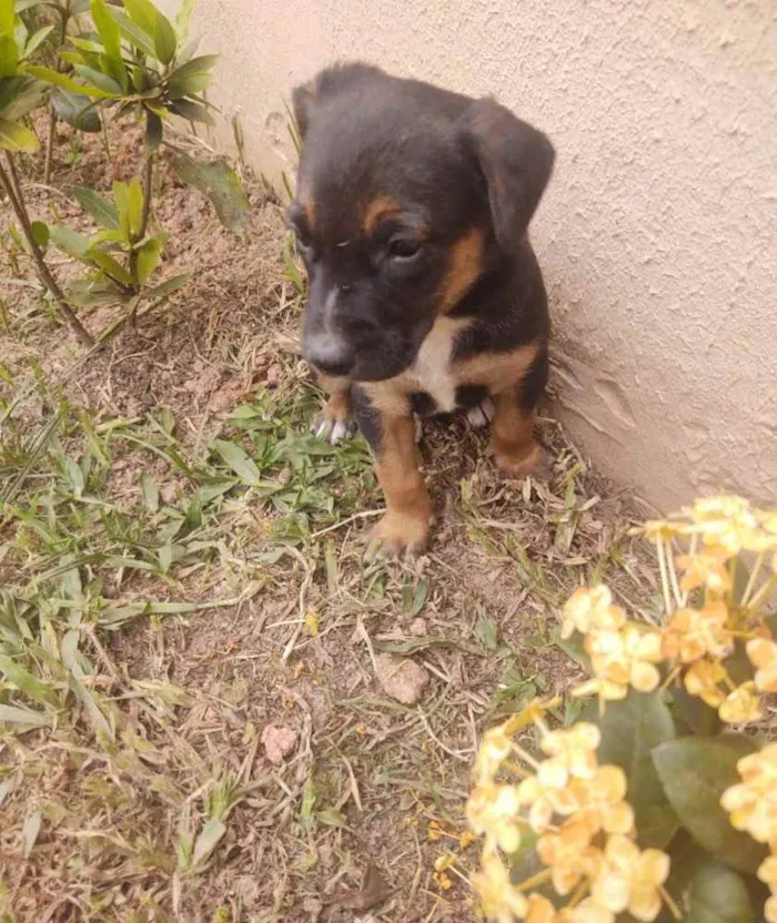 Gato ra a  idade 2 a 6 meses nome Nao sei 