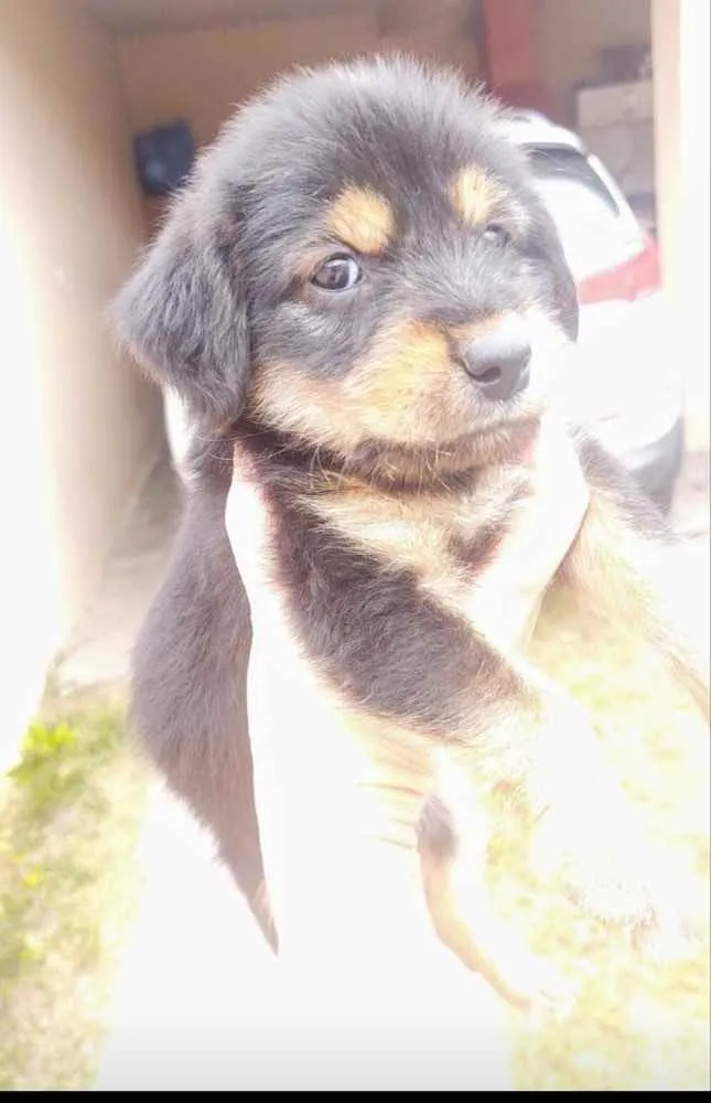 Gato ra a  idade 2 a 6 meses nome Nao sei 