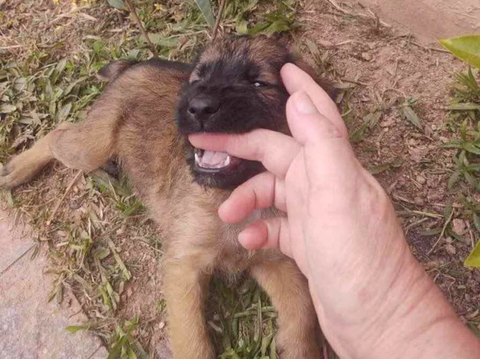 Gato ra a  idade 2 a 6 meses nome Nao sei 