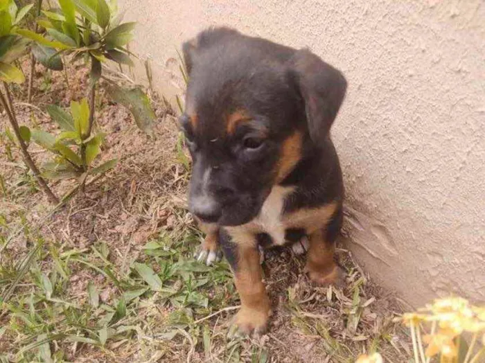 Gato ra a  idade 2 a 6 meses nome Nao sei 