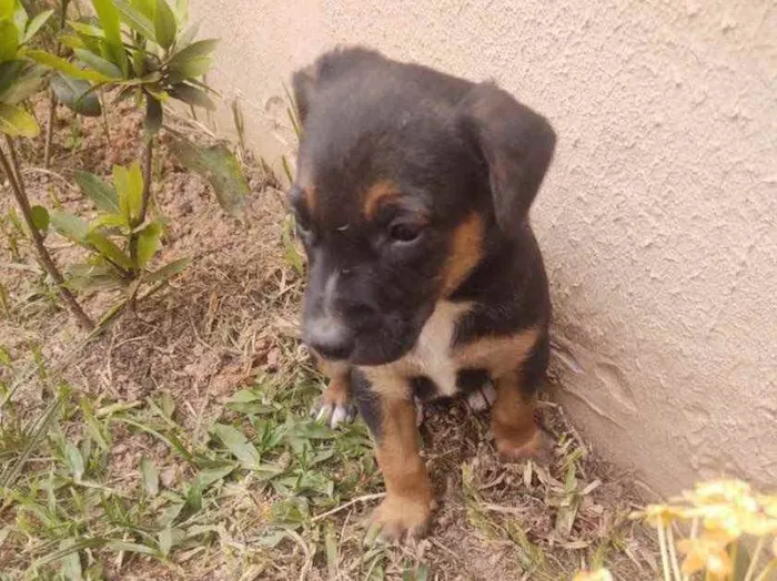 Gato ra a  idade 2 a 6 meses nome Nao sei 