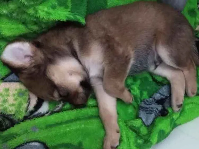 Cachorro ra a  idade 2 a 6 meses nome Não sei 