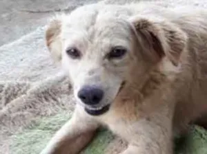 Cachorro raça  idade 2 anos nome Não sei