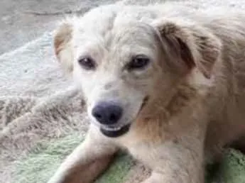 Cachorro ra a  idade 2 anos nome Não sei