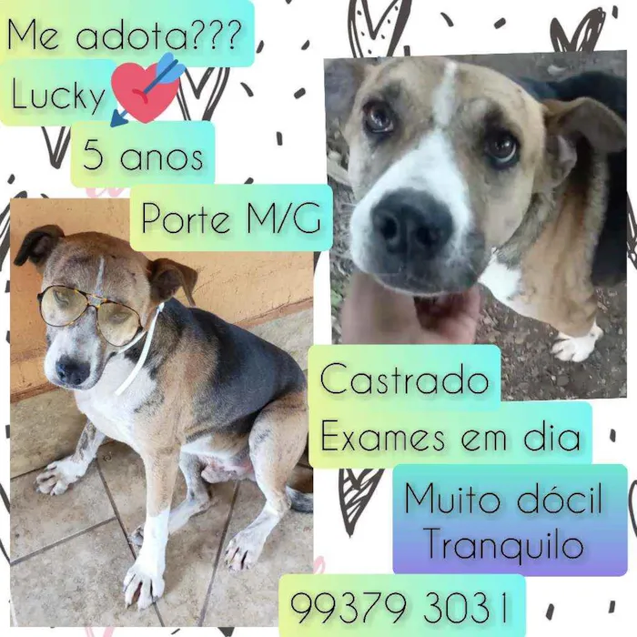 Cachorro raça SRD idade 5 anos nome Lucky