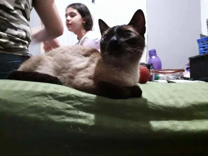 Gato ra a Siamesa idade 2 a 6 meses nome Lara