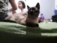 Lara