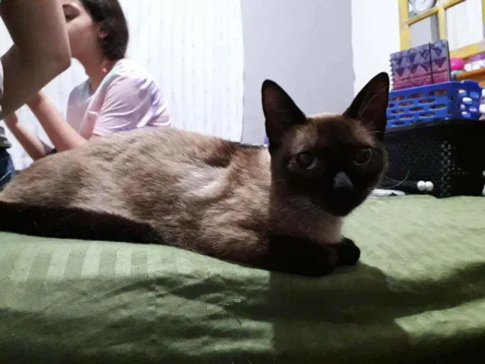 Gato ra a Siamesa idade 2 a 6 meses nome Lara