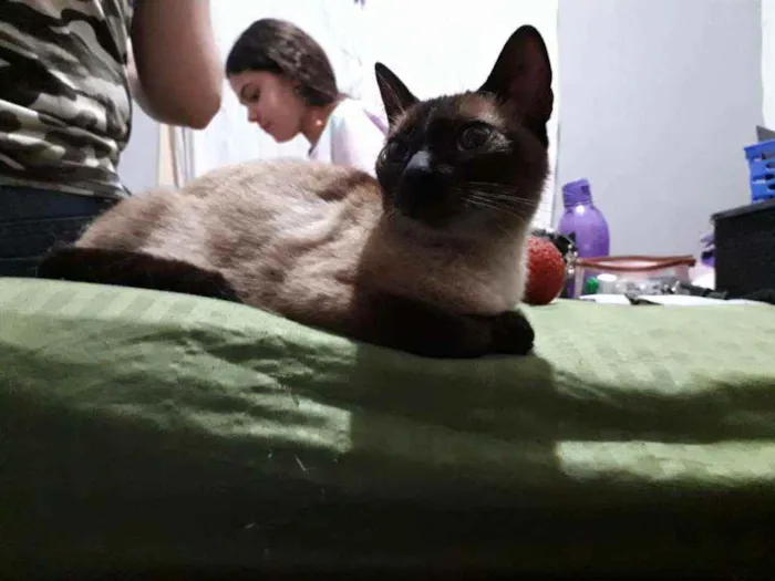 Gato ra a Siamesa idade 2 a 6 meses nome Lara