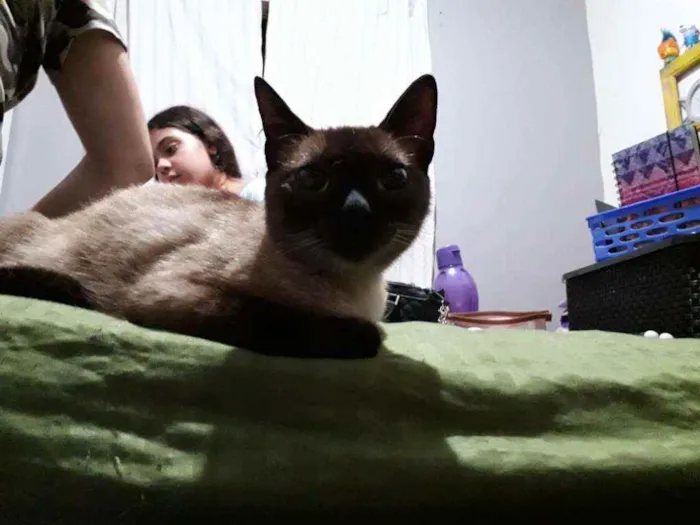 Gato ra a Siamesa idade 2 a 6 meses nome Lara
