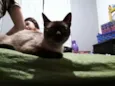 Lara