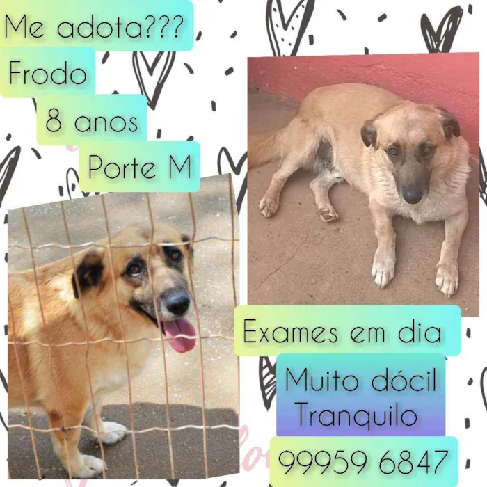 Cachorro raça SRD idade 6 ou mais anos nome Frodo