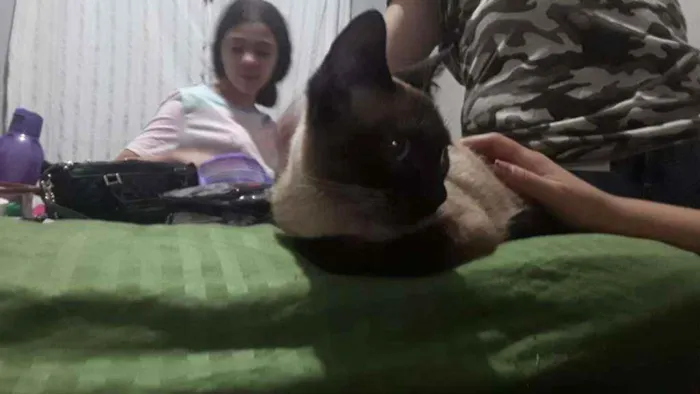 Gato ra a Siamesa idade 2 a 6 meses nome Lara