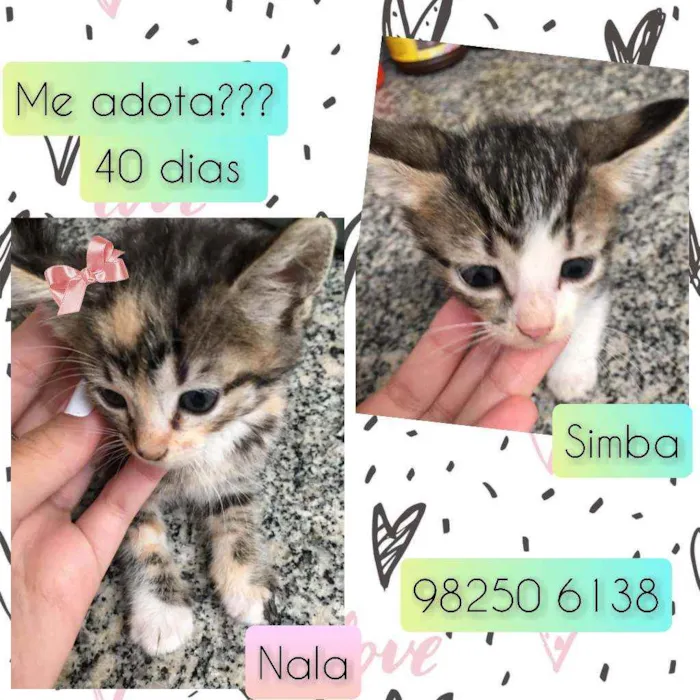 Gato raça SRD idade Abaixo de 2 meses nome Simba e Nala