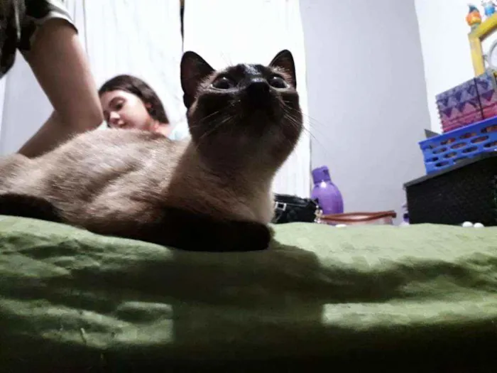 Gato ra a Siamesa idade 2 a 6 meses nome Lara