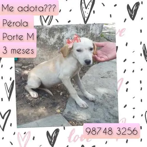 Cachorro raça SRD idade 2 a 6 meses nome Pérola 
