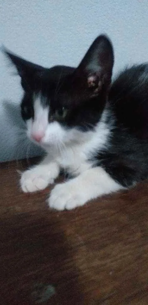 Gato ra a Desconhecida idade Abaixo de 2 meses nome Nina