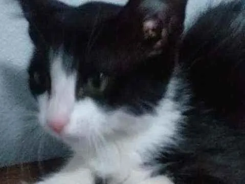 Gato ra a Desconhecida idade Abaixo de 2 meses nome Nina