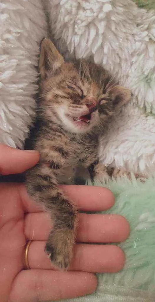 Gato ra a  idade Abaixo de 2 meses nome Hanna
