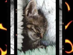 Gato raça  idade Abaixo de 2 meses nome Hanna
