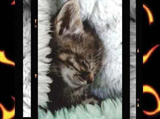 Gato ra a  idade Abaixo de 2 meses nome Hanna