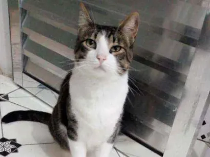 Gato raça Srd idade 2 anos nome Gaspar