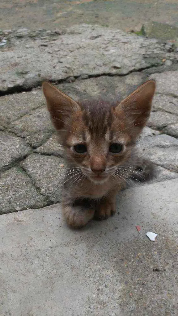 Gato ra a Gato idade 2 a 6 meses nome Sem nome