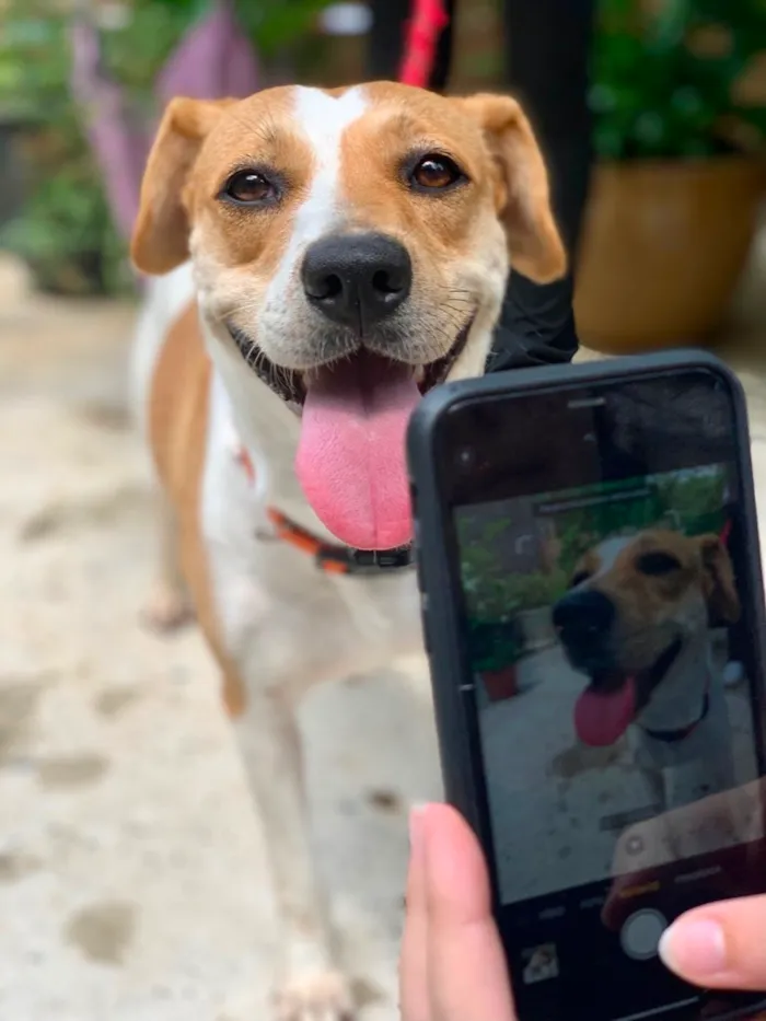 Cachorro raça SRD idade 1 ano nome Meggie