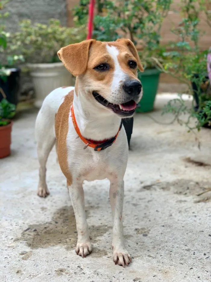 Cachorro raça SRD idade 1 ano nome Meggie