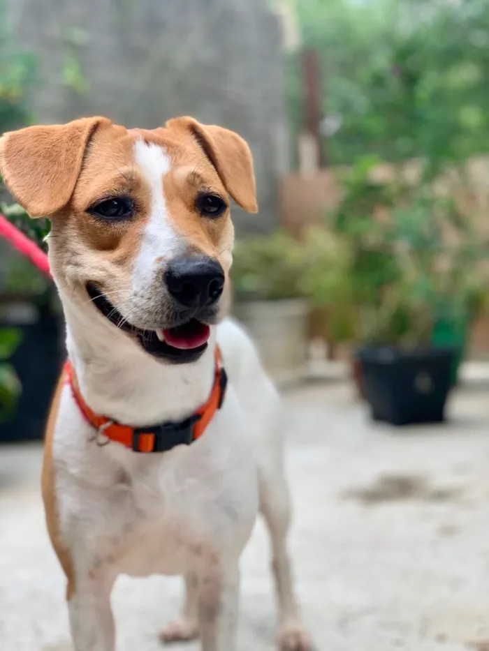 Cachorro raça SRD idade 1 ano nome Meggie