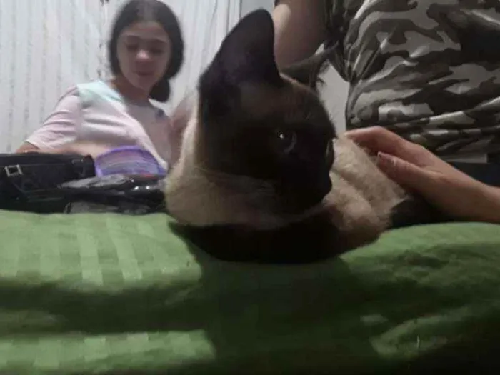 Gato ra a Siamesa idade 2 a 6 meses nome Lara