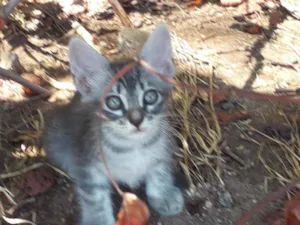 Gato raça Srd idade Abaixo de 2 meses nome Pipoca