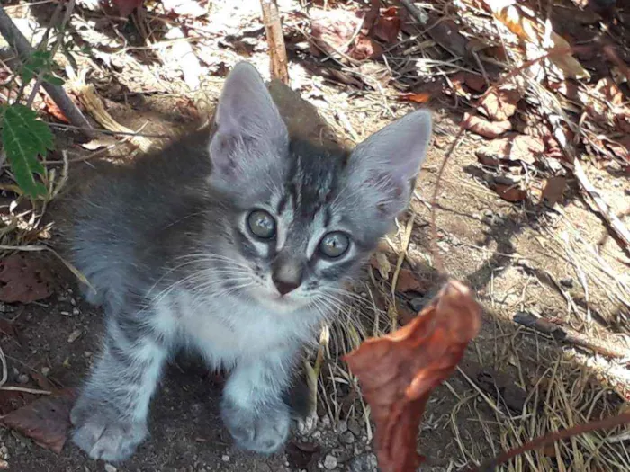 Gato ra a Srd idade Abaixo de 2 meses nome Pipoca