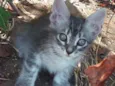 Pipoca