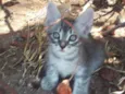 Pipoca