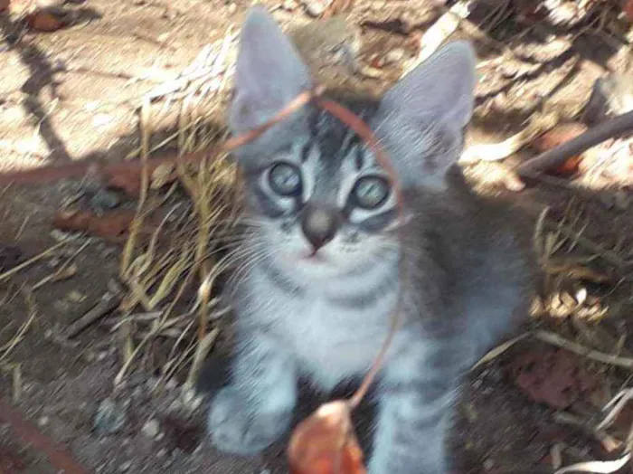 Gato ra a Srd idade Abaixo de 2 meses nome Pipoca