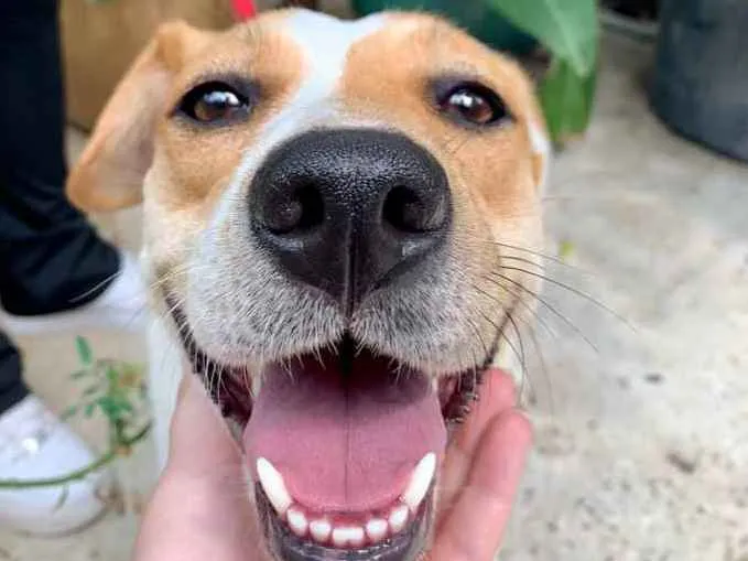 Cachorro raça SRD idade 1 ano nome Meggie