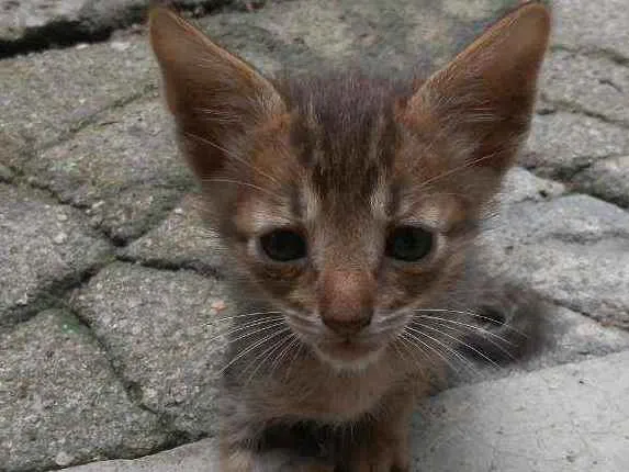 Gato ra a Gato idade 2 a 6 meses nome Sem nome