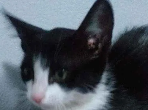 Gato ra a Desconhecida idade Abaixo de 2 meses nome Nina