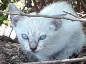 Gato raça Srd idade Abaixo de 2 meses nome Floquinha