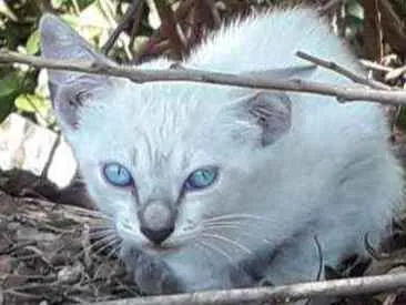 Gato ra a Srd idade Abaixo de 2 meses nome Floquinha